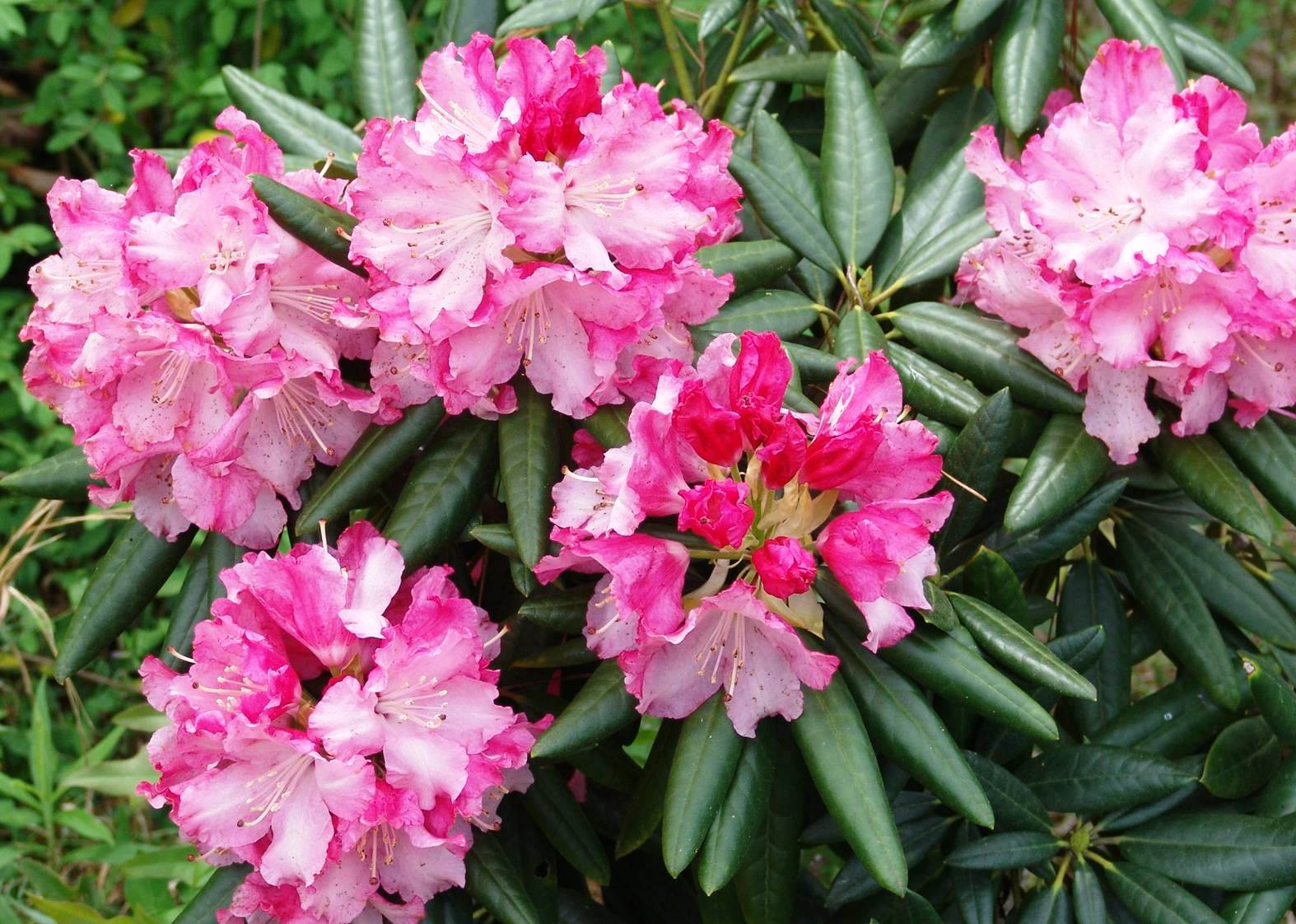 Careful choices matter when it comes to plants 